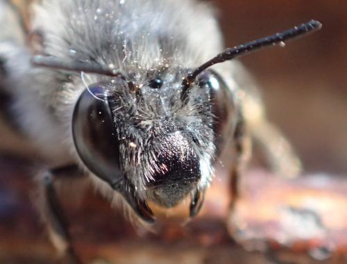 Réf. 195 196 : Anthophora plumipes